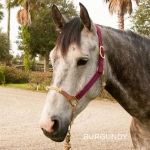 Classic Nylon Hybrid Horse Halter